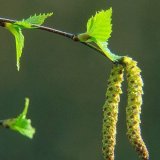 primenyaem-berezovye-pochki-v-ozdorovlenii-1024x1024